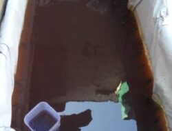 Memelihara Ikan Lele Di Pekarangan Rumah