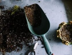 Berkebun jadi aktifitas positif selama pandemi